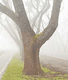 ¿Cómo aislaría el árbol?