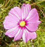 Eksempel på brug af filteret to gange