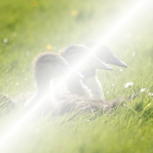 Beispiel für den Ebenenmodus „Bildschirm“