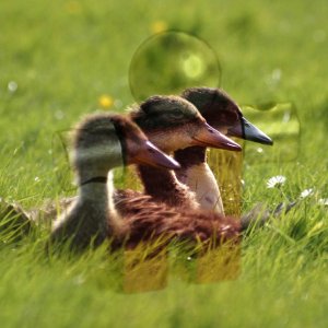 Beispiel für den Ebenenmodus „Weiche Kanten“