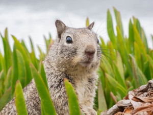 Αρχικές εικόνες που χρησιμοποιήθηκαν για παραδείγματα