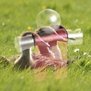 Παράδειγμα για την κατάσταση στρώσης «Οθόνη»