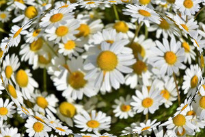 Ejemplo del filtro esferificar, con valores predeterminados