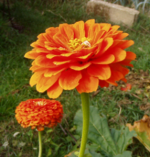 L'immagine originale, l'immagine scomposta e la sua finestra di dialogo dei livelli