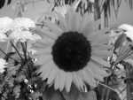 Using the five modes to convert two very different color images to black and white