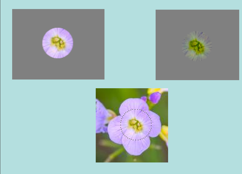 Comparing Clone and Heal