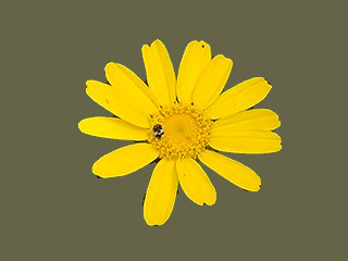 배경을 단일 색상으로 채운 결과