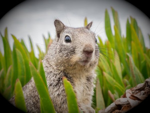 Örnekler için kullanılan özgün görseller