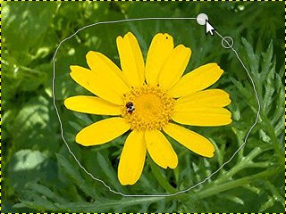 Serbest Seçim Aracı